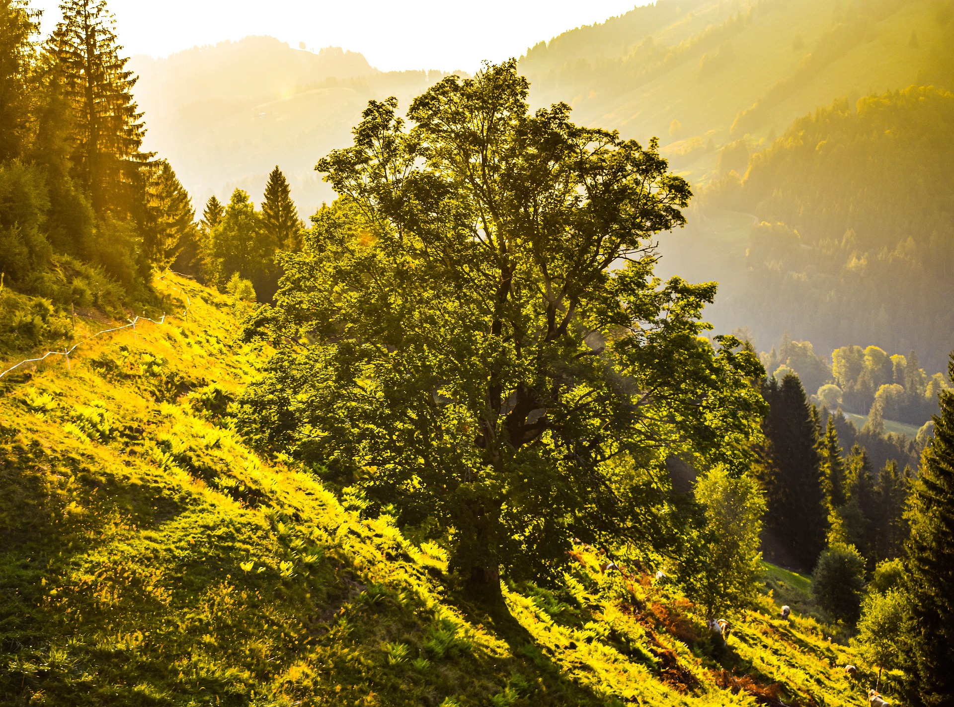 Biohacking_Infrarotwärme_Schumannresonaz_Magnetfeldtherapie_AnnaGustin_Scuol_Chur