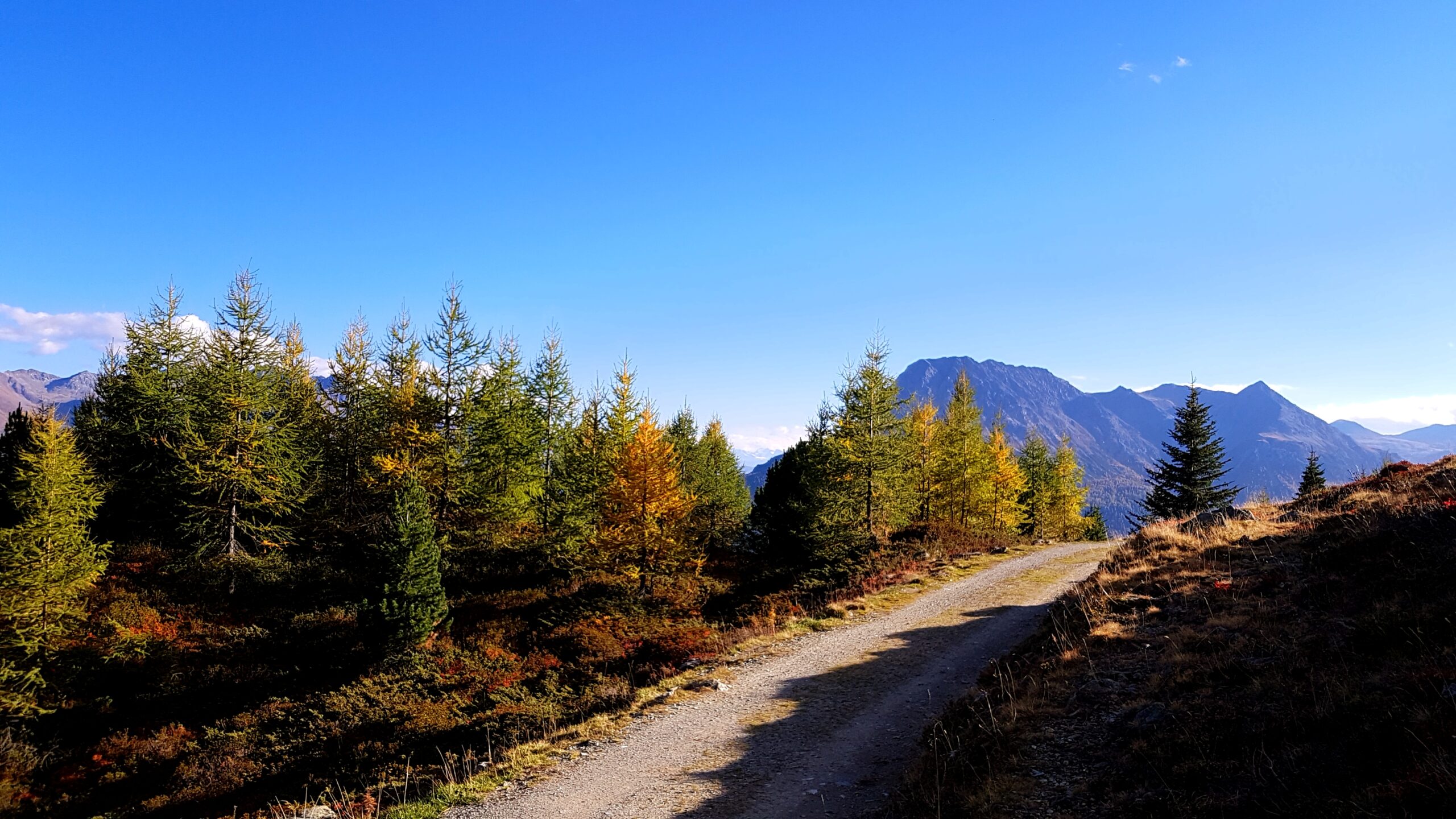 Weitsicht mit Waldwegkurve im Engadin